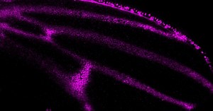 Developmental biology research group
