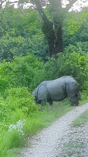 Spot Rare One Horn Rhino! Why No Tigers? Epic Rhino Sighting Nepal | Chitwan Jungle Safari