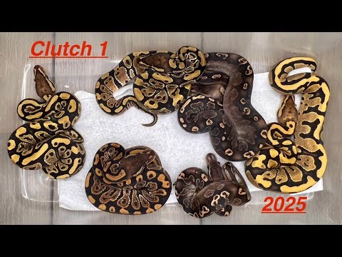 Clutch #1 of 2025… Black Pastel Hypo x GHI Fire ball python hatchlings