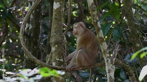 The Northern Pig-tailed Macaque is a primate commonly found in Khao Yai National Park though it’s a Vulnerable species; They like to hang around near people and quite entertaining.