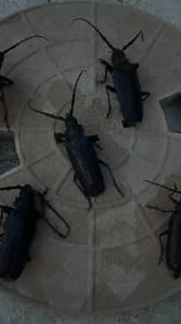 Monsoon moisture brings out creepy, crawly Palo Verde beetles