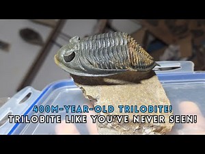 This 400 Million Year Old Trilobite Is INSANELY Well Preserved!