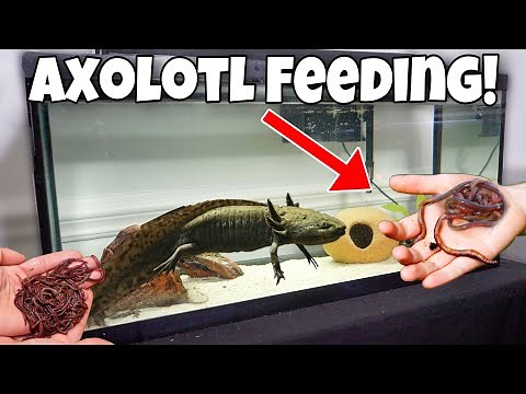 FEEDING My GIANT AXOLOTL Live WORMS!!