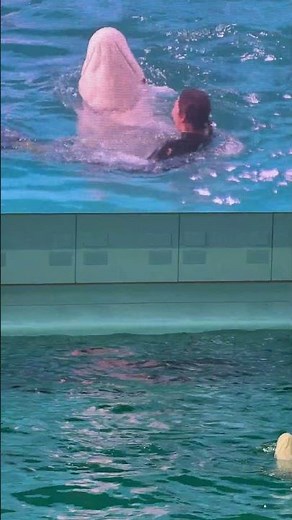 シロイルカの鳴き声&ダンスパフォーマンス 横浜・八景島シーパラダイス イルカショー※2024.04.07 / Dolphin show at yokohama