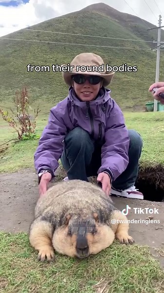 Discovering Marmots: The Foodie Groundhog of Tibet