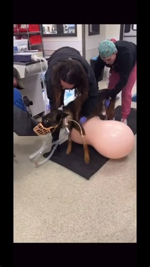 Project K9 Hero on Instagram: "🐾 Watch this amazing video of K-9 Jango’s Physical Therapy, while he is hooked up to a ventilator to breathe, by the extremely dedicated Veterinary Professionals, at the Pet Emergency Clinic and Refferal Hospital in Spokane. “Extraordinary Circumstances; Call for Extraordinary Efforts! 💙 Please welcome retired K-9 “Jango” to the Project K-9 Hero Pack, as our 373rd Program Member. K-9 Jango, is a 3-year-old male Belgian Malinois, who honorably served