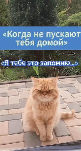 Обиженный кот, который сейчас сорвется. Кот с характером, который все запомнил! 😼 #memes