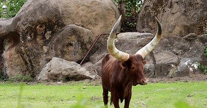 Philadelphia Zoo's new African cattle have massive, magnificent horns