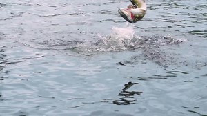 272 reactions · 9 comments | The Hit Stick delivers ultimate versatility with action that can be used as a finesse jerk bait, trolling bait, or casting bait for all predator fish.  | Berkley Fishing | Facebook