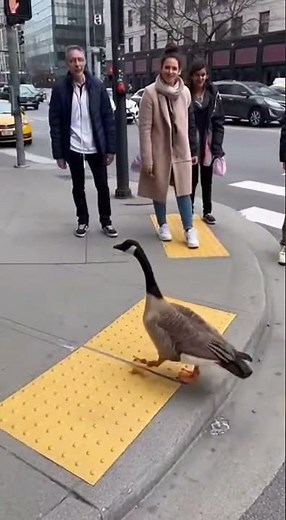 animals