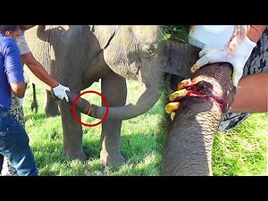 Jungle Surgery: Saving an Elephant Trapped in a Poacher's Snare