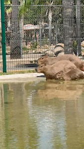 Una mañana con los capibaras 🍃 #zoo #valledeguadalupe #animales #tijuana #capybara #capibara | Zoológico Parque del Niño Jersey