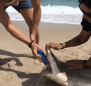 All the Dumb Things Spring Breakers Have Done So Far This Year