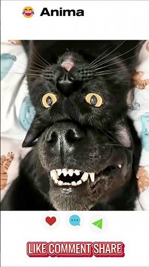 😂 Funniest Animal Moments 2026 | Try Not To Laugh | Hilarious Animal Fails Compilation #Shorts