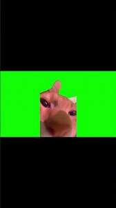 貓MEME免費素材 免費素材或迷因製作者必備/#cat #迷因 #搞笑 #memes #meme #素材 #貓meme