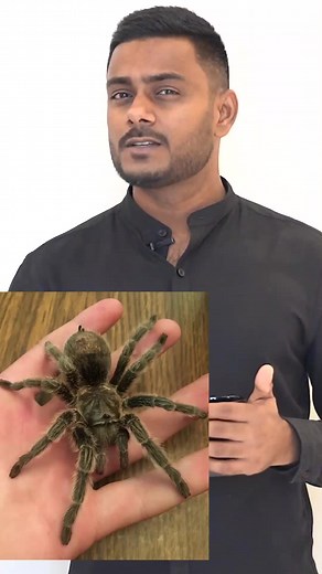 How to Pronounce Tarantula Correctly | English Learning