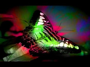 Dion - Runaround Sue (Dendix Remix)