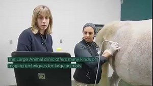 At MSU, we're training the next generation of large animal veterinarians. #msuvets | MSU College of Veterinary Medicine and Veterinary Medical Center