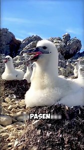 Albatross: The world's most faithful bird that lives 60 years with the same mate 😱🕊️ #Shorts