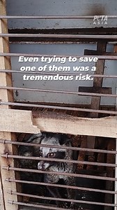 5.1K views · 80 reactions | During PETA’s latest investigation into civet coffee farms in Indonesia, an investigator found one civet cat, who was too weak to even stand. The farm owner said they wanted to 퐭퐡퐫퐨퐰 퐡퐞퐫 퐚퐰퐚퐲  The investigator rushed her to a veterinary clinic, but she couldn’t be saved  Never buy or drink kopi luwak and let us know if you see it being sold somewhere! Take action: PETAAsia.com/KopiLuwak | PETA Asia | Facebook