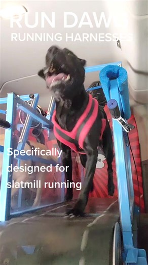 RUN DAWG uses our own specially designed running harnesses for slatmill running. They don't restrict shoulder motion which causes joint damage over time. #rundawg #dogexercise #slatmill