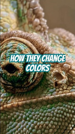 How Chameleons Change Color (and Why It's Not What You Think)