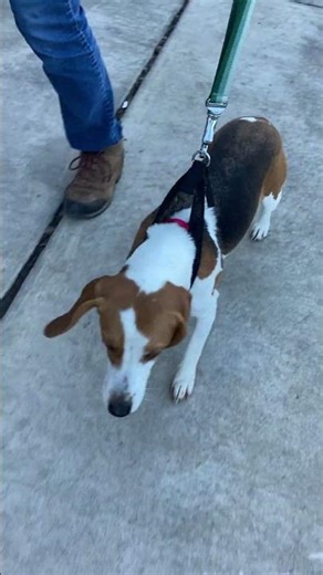 BONNIE - Available for Adoption - Triangle Beagle Rescue of NC