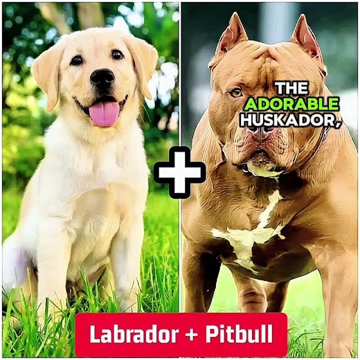 Top 5 Amazing Labrador Mix Breeds You Should Know! 🐶❤️ | Dog Facts