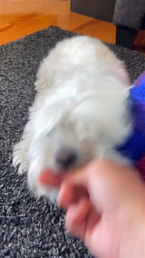 281K views · 3.6K reactions | Mandy m’a mordu et pis… j’ai compris...