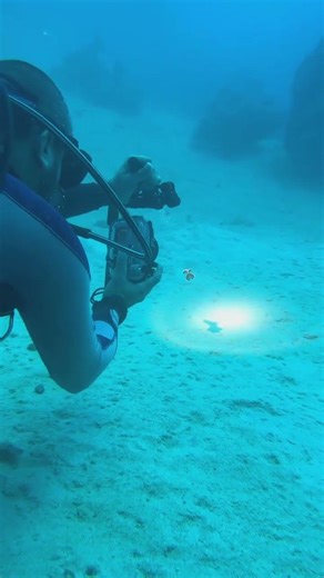 I Found This Alien Creature Underwater 😳🌊 | Unreal Sea Slug!