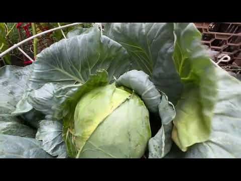 Harvesting My First Cabbage From My Container Vegetable Garden