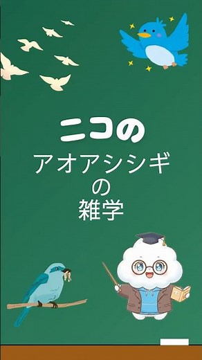 [アオアシシギ編]明日教えたくなるちょっとした雑学#アオアシシギ #ニコと学ぶ #雑学 #鳥好きさんと繋がりたい #野鳥観察 #渡り鳥 #意外な事実 #動物の秘密