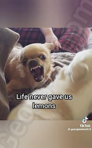 Random Memes I Found On TikTok Part: 2 #cleanmemewhichareactuallyfunny #cleanmemes #shorts