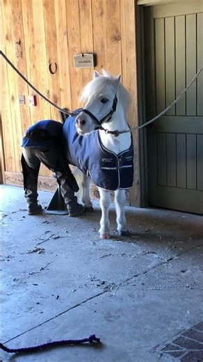 CELEBRATING 100 SUBSCRIBERS!!!! Perfect timing to welcome our new mini pony to the barn!!!!❤️❤️❤️❤️