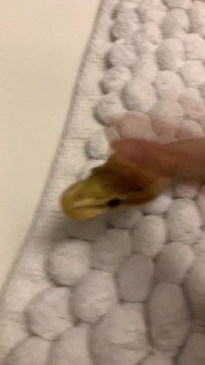 Cute and Colorful Baby Python Banana Stain