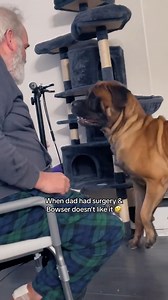 24K views · 910 reactions | My Giant Dog is MAD after Dad's Surgery #dog #mastiff #puppy #doglovers #funnydogs #puppies #dogs #puppyvideo #dogs #mastiff | Bowser The Giant Mastiff | Facebook