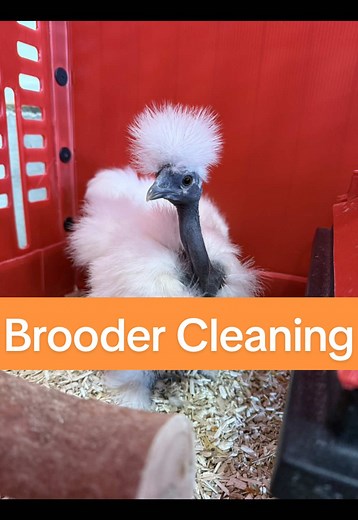Brooder Cleaning Routine for Happy Chicks