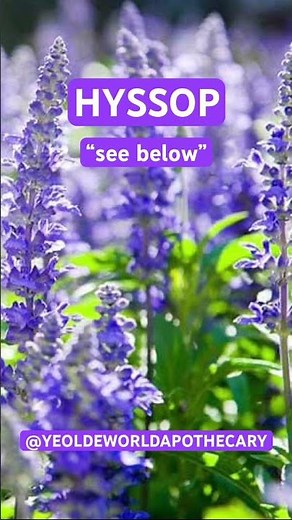 🌱 HYSSOP & THE BENEFITS 🌱