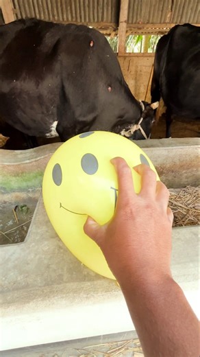 Unbelievable Balloon Popping with Just Hands! #FunExperiment #HandChallenge #BalloonPop