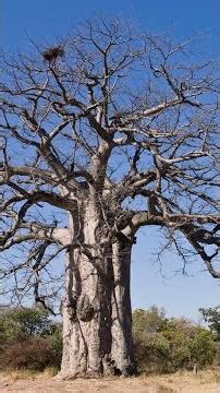 Why Madagascar’s Ancient Baobabs Are Collapsing