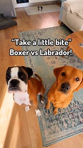 Take a small bite: boxer vs Labrador! #boxerdog #labrador #cutedog #happydogs #doglife #fblifestyle #doglover #dogchallenge | Bobby from the bin