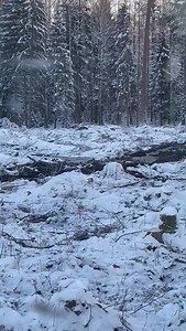 277K views · 23 reactions | Video klejo WhatsApp lietotnē. Kad netraucēti tiek novēroti vilki. Šobrīd vilku nomedīšanas limits ir izsmelts.  No iepriekš publicētā. Video. Kad vilks pienāk 30 metrus pie torņa un dodas medīt mežacūkas https://www.medibam.lv/video-kad-vilks-pienak-30-metrus-pie-torna-un-dodas-medit-mezacukas _____ MEDĪBAS + PIELIKUMI: https://abonesana.latvijasmediji.lv/abonesana/33 | Žurnāls Medības | Facebook