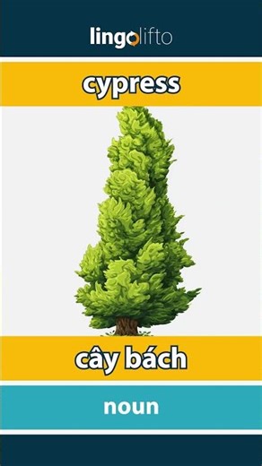 🇬🇧🇻🇳 cypress - cây bách : learn English : hãy học tiếng Anh : vocabulary builder