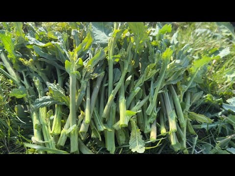 Harvesting kale from lush green wheat fields yields large, beautiful kale stalks; simply breaking...