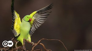 Alien parrots invade the Rhineland  – DW – 03/28/2019
