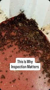 Termites or ants – doesn’t matter, we’ll find out and clear it out! 👊 In this case, the customer had recognized frass (termite droppings) and was worried he had termites again. But upon inspection, we found carpenter ants at work instead! 🐜 Carpenter ants are notorious for moving into old termite galleries – cleaning out leftover frass and debris, which often makes it look like new termite activity. Luckily, no active termites were found, and a simple carpenter ant treatment will take care of 