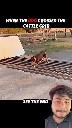 Dog Struggles... But the Cat Crosses Like a Pro* #trending #animals #wildlife #cat #dog#shorts