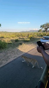 A leopard uses cars to hunt in the Kruger National Park 😳 | Nombekana Safaris and Wildlife Photography