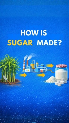 Science On Beats on Instagram: "🌱 From sugarcane to sugar crystals This is how sugar is made!Sugarcane 🌾 → Juice 💧 → Boiling 🔥 → Crystals ❄️ #HowSugarIsMade #FoodScience #DidYouKnow #FoodFacts #ScienceReels"