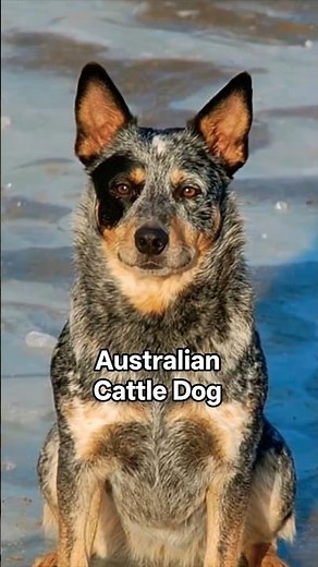 Australian Cattle Dog | Lifespan 14 years #animalknowledge #wildlife